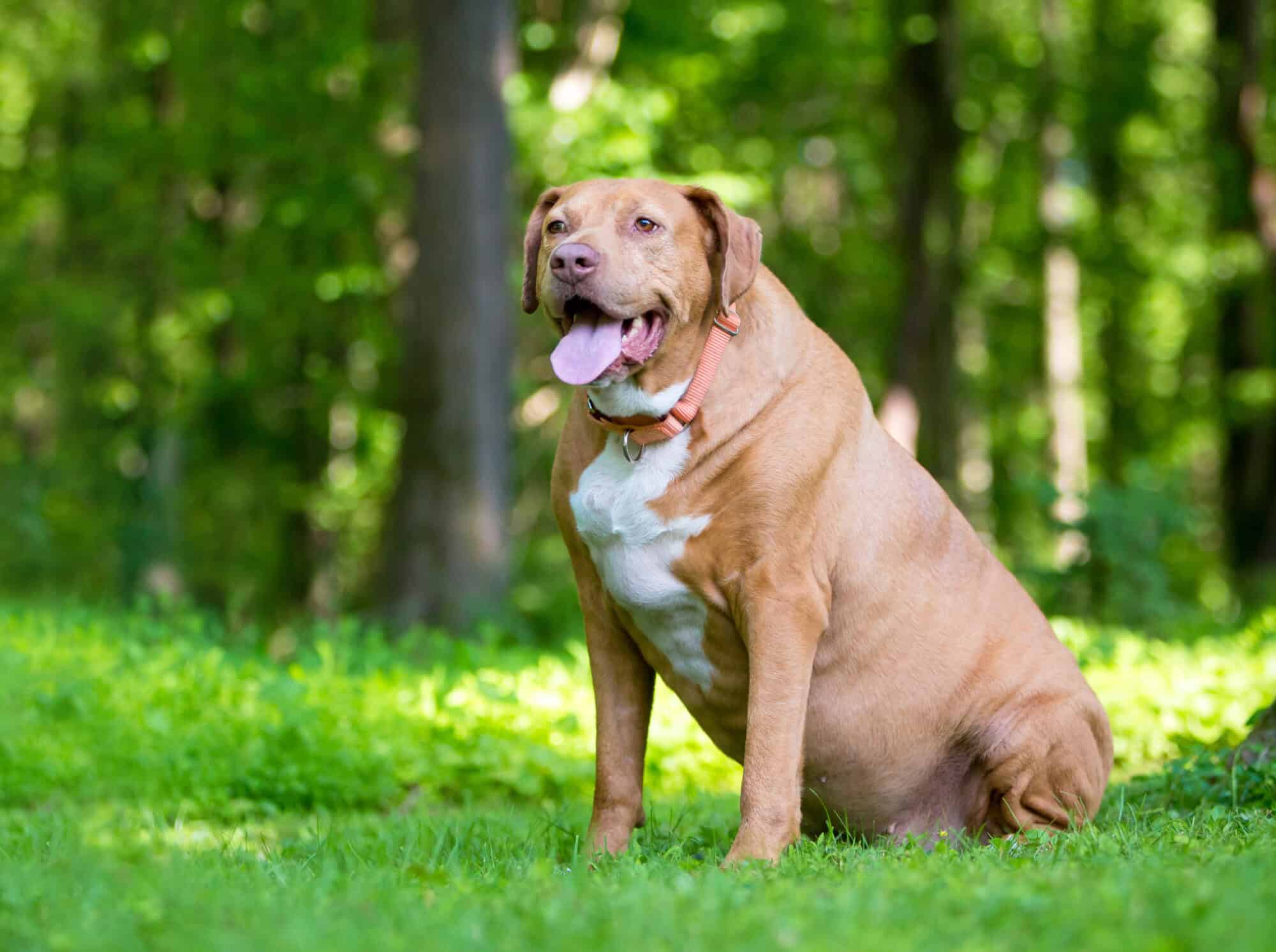 Facts About Obesity in Pets
