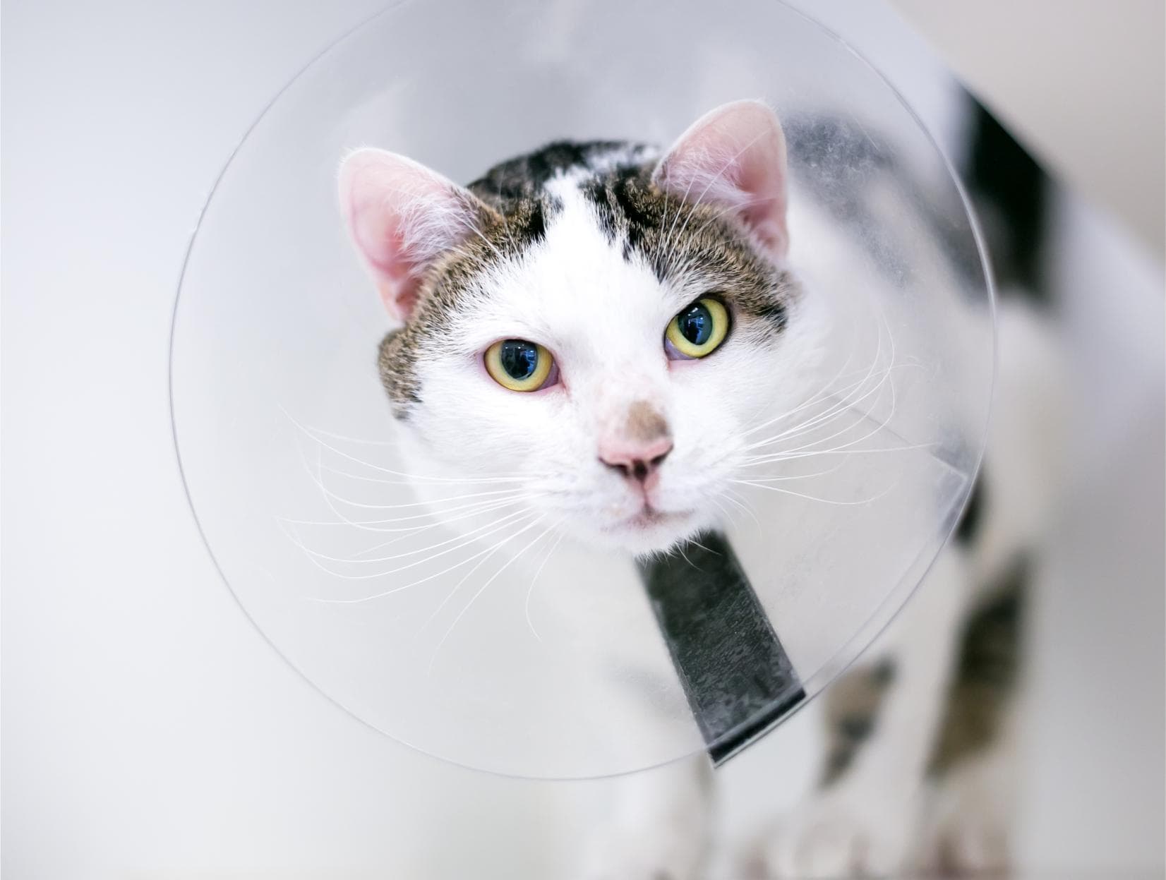 Spay & Neuter Benefits for 2026 Resolutions