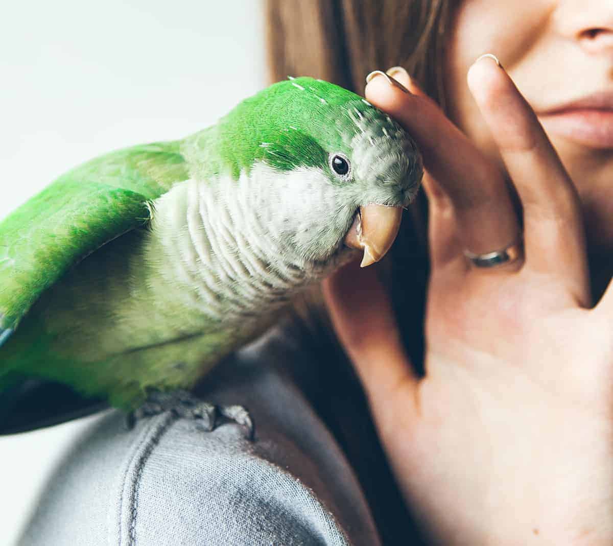 Parrot