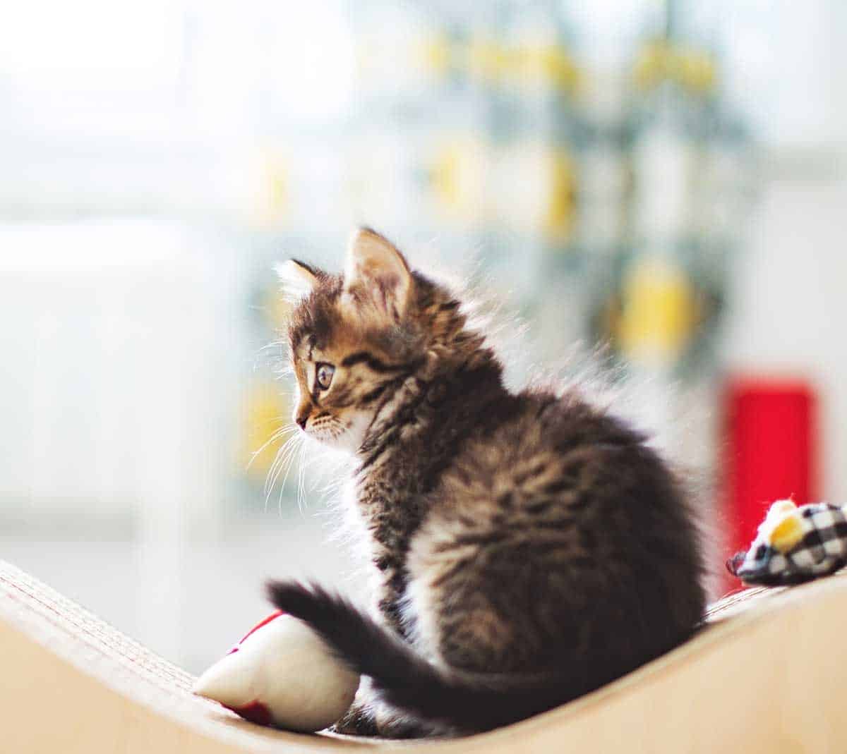A kitten on a couch