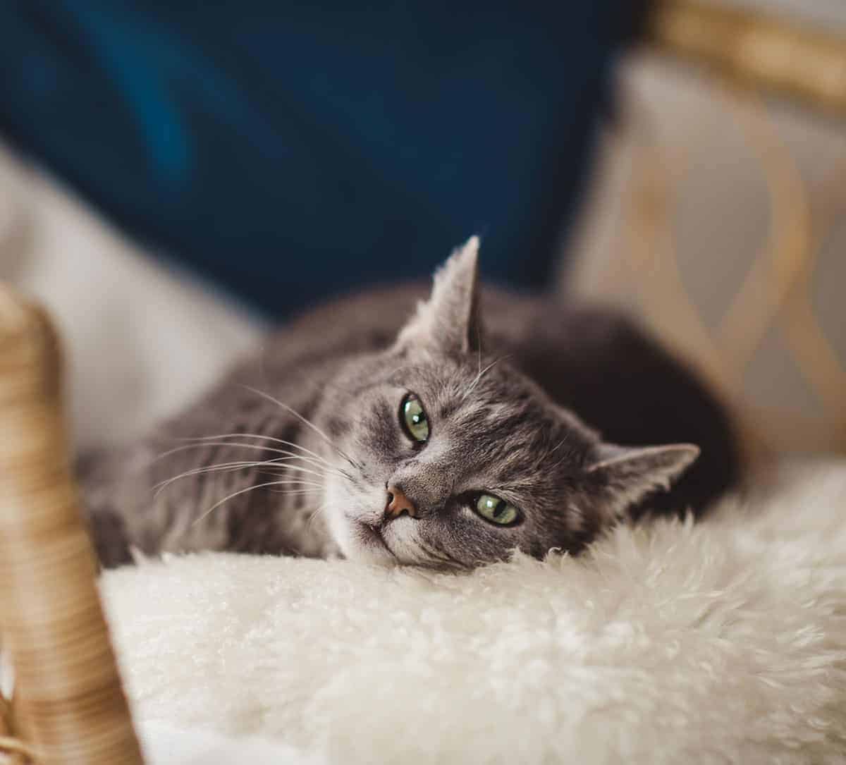 A cat laying in a comfy blanket
