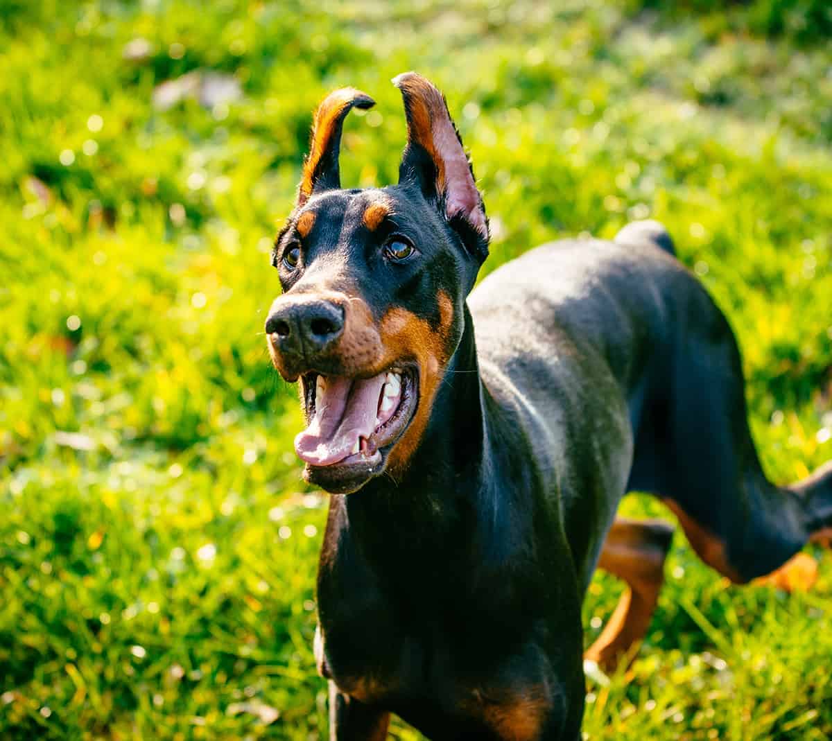 Doberman standing in the grass