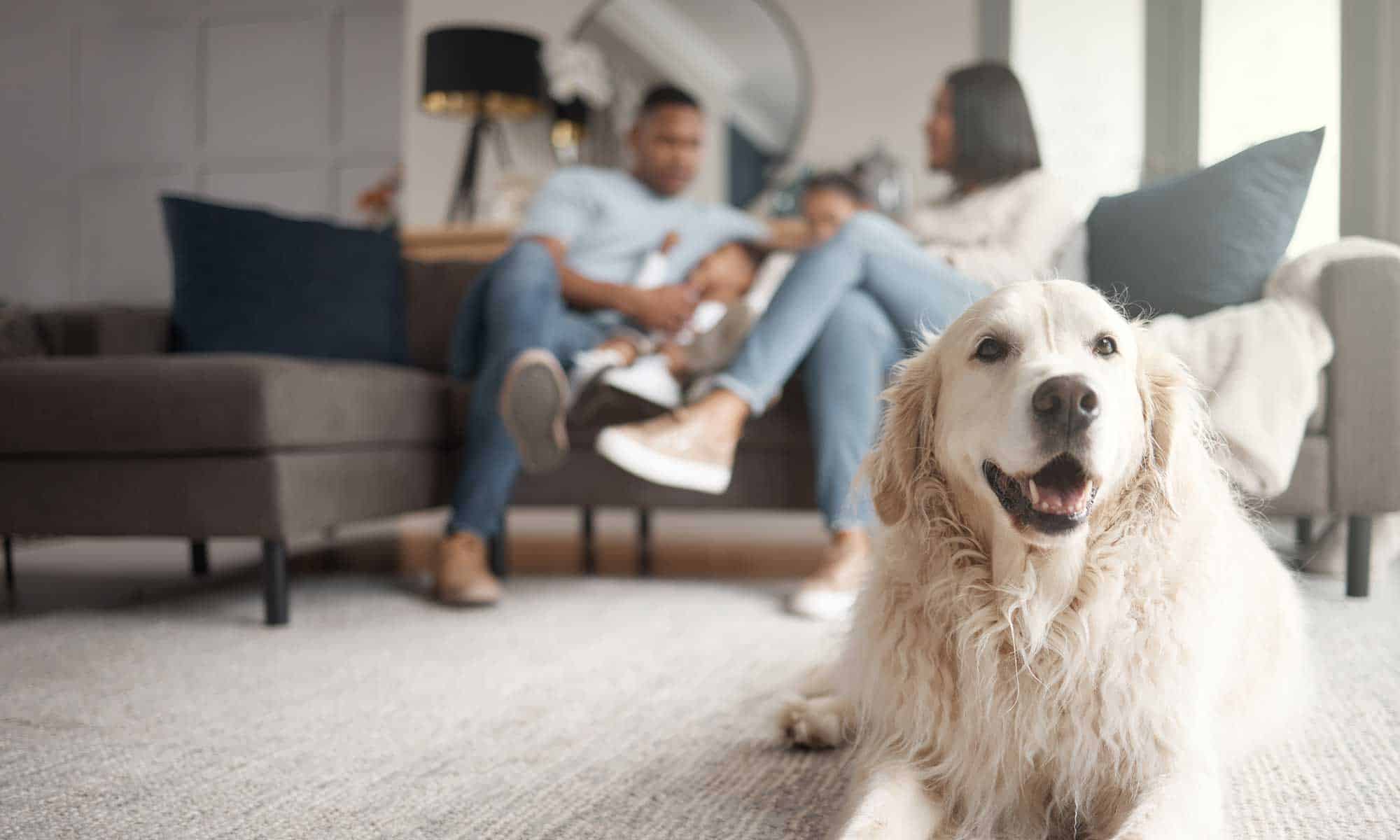 A dog smiling with its family