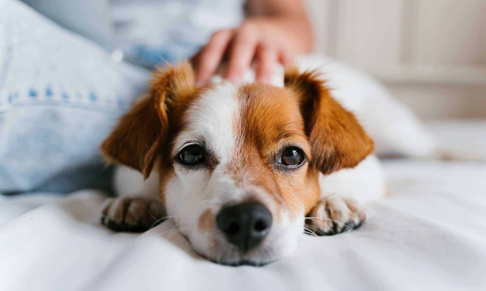 Puppy being petted on a bed
