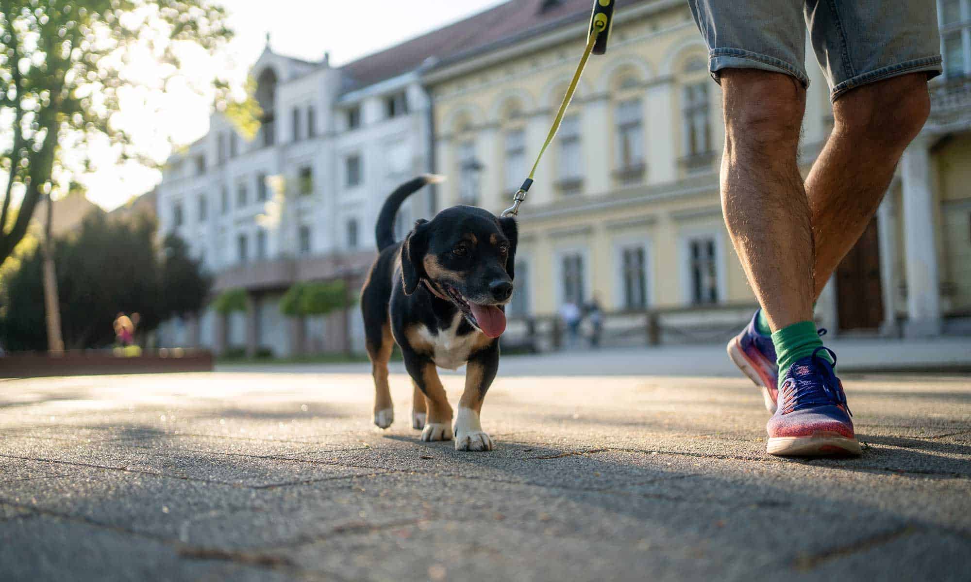 A person out for a walk with their dog