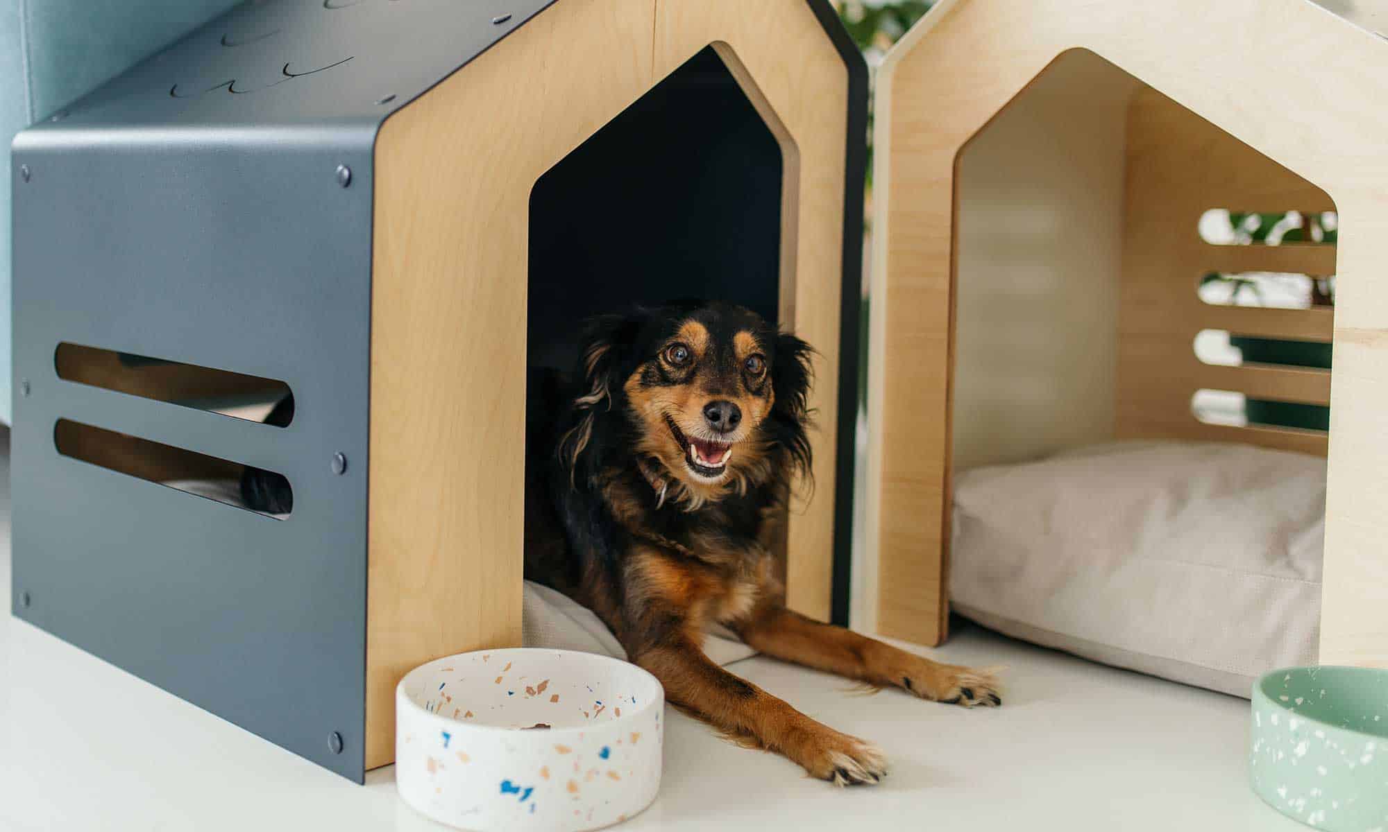 Dog laying in a fancy dog house