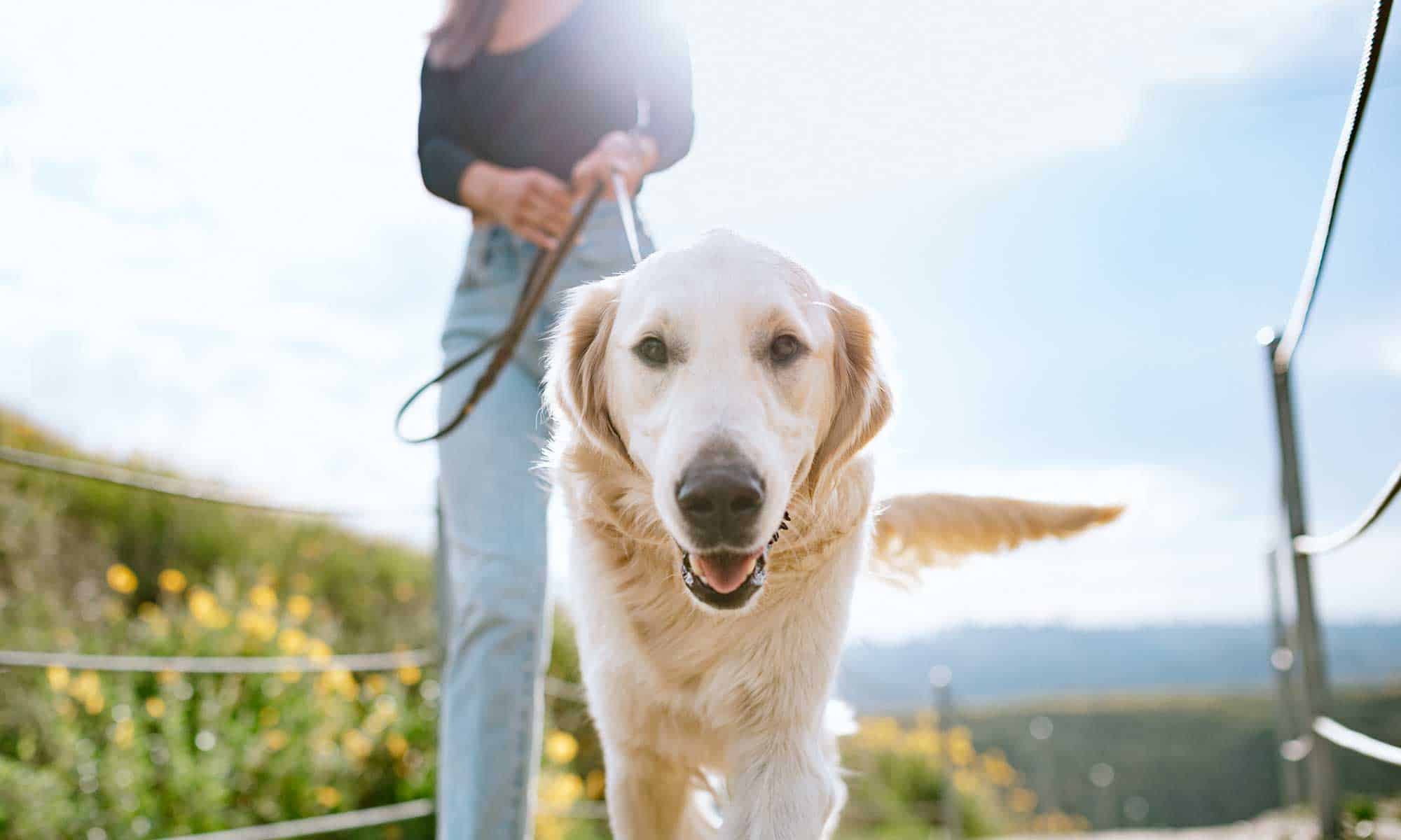 A golden retriever out for a walk