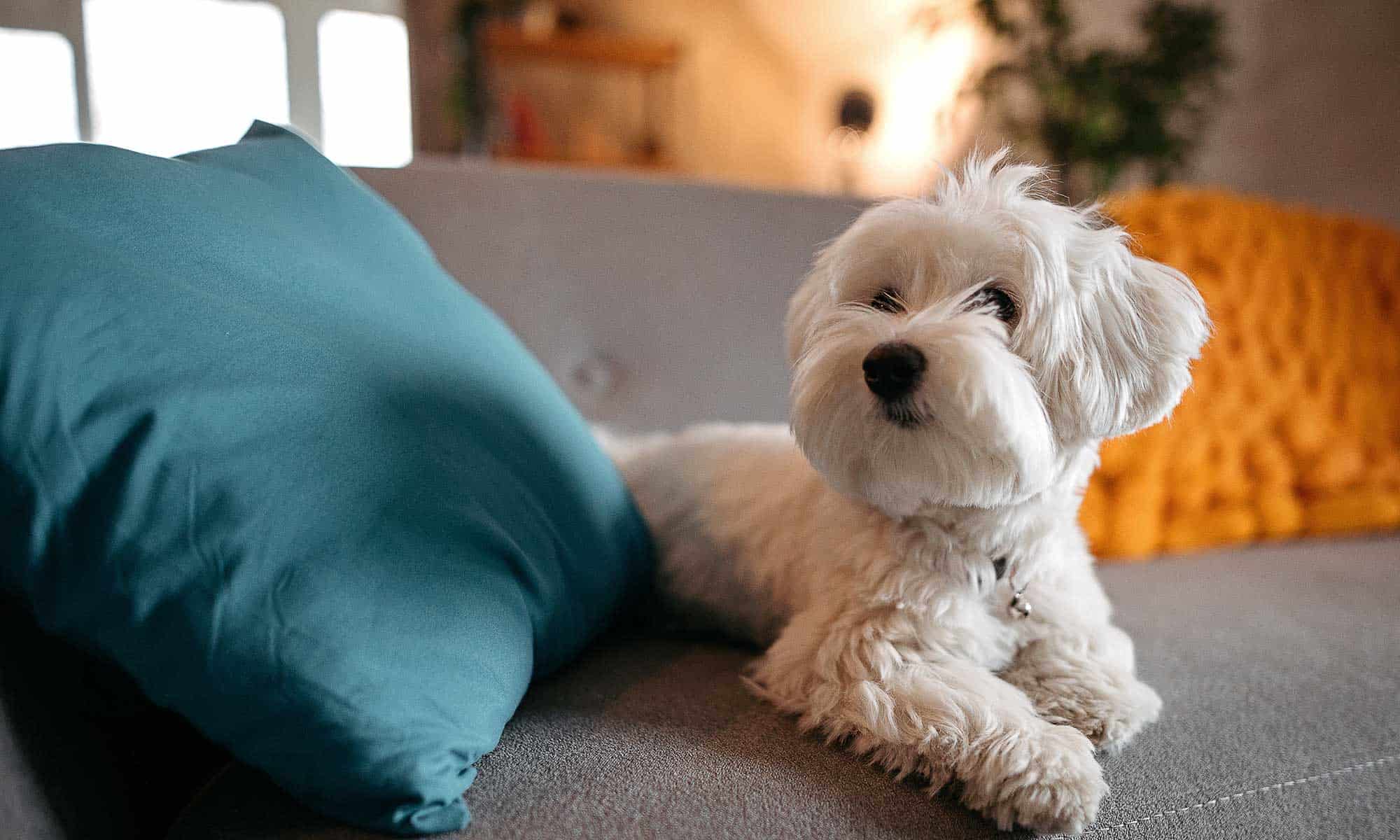 A puppy on a couch